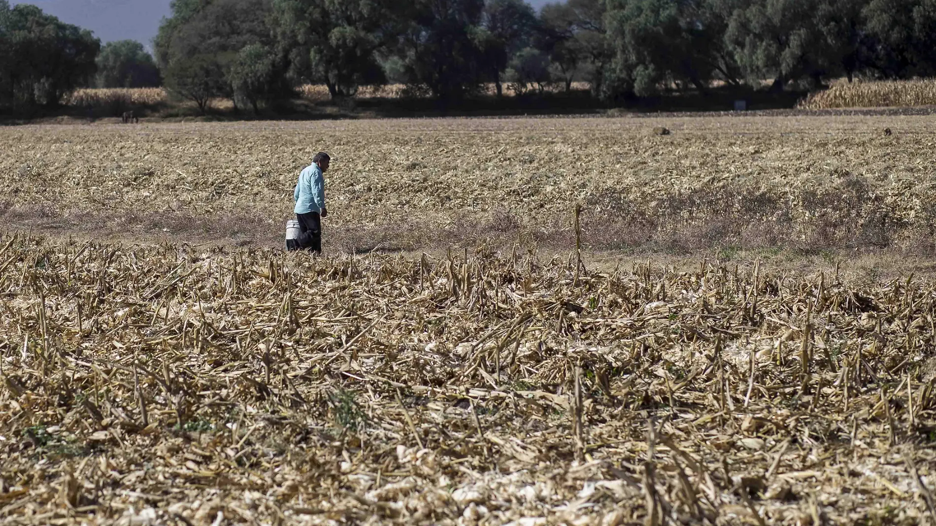 La intensa sequía mantiene en alerta a los productores del campo. Foto César Ortiz. El Sol de San Juan del Río.